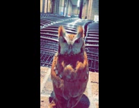 Brown owl sit on brick shopping carts
