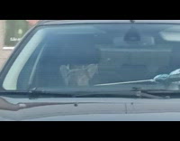 Dog inside car staring outside while waiting