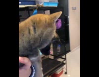 Small shiba puppy yawns 