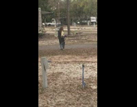 Lady walking dogs has bird cage on back 