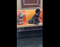 Three poodle dog sit ride train seat