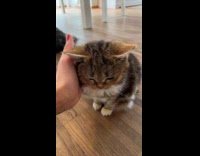 Collab Clips MPUGC2 - Woman gives pet cat scratches on head