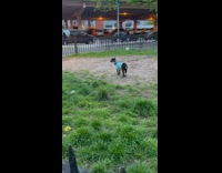 Collab WINY - Young goat on leash at dog park