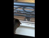 Cat inside hiss at tabby cat outside window