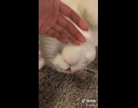 Cat lays on ground tiny small teeth