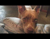 Brown dog whines wants to go outside 