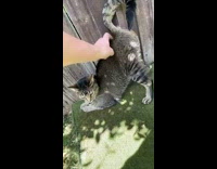 Pet cat gets scratched and raises its behind