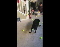 Collab BitchMP - Black dog box of tennis balls