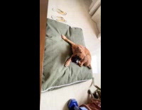 Brown dog smells gray  pillow falls down