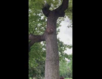 Raccoon in tree peeks out to watch band 