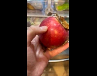 Apple pierced with nail from finger pops