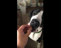 Black and White Dog Eats Food Out of Owner's Hand
