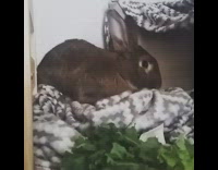 black bunny on top of blanket smelling lettuce 