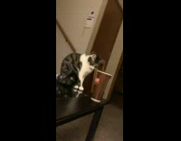 Collab BitchMP - Cat tries to push brown cup