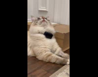 Gray cat gets tricked by coin flip