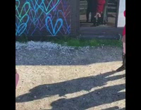 Group of dogs pose for picture