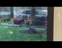 wild turkeys walking in circles in front of yard