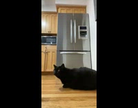 Girl sneezes purring black cat meows kitchen