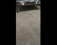 Green bird chase laser dot on carpet