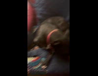 Dog growls at excitement when owner approaches