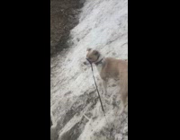 Brown white dog plays in dirty snow 