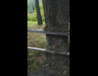 Old tree grew eat metal fence bars