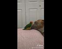 Pitbull dog playing with green bird parrot