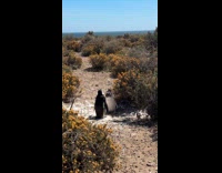 Collab Clips MPUGC - Woman makes voiceover of penguins gossiping