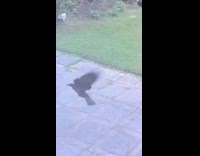 Crow pull down container at garden footage