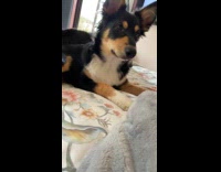 Younger dog demanding attention from hooman