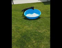 Black Dog Drags Blue Kiddie Pool Across Green Lawn