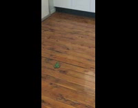 Green frog on kitchen jump bump cabinet