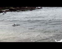 Sea lions swim and did tricks at the beach shore