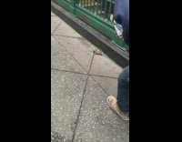 Small turtle crawl beside subway entrance street