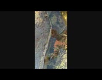 Bunch of red baby squirrels crawl on window 