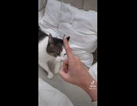 Cat sneaks up and attacks girls hand 