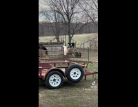 Collab ClipsIG - Goat Stands Still on Top of Hog in Pen