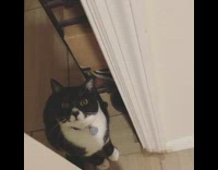 Black cat wont let girl close door