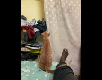 Orange cat climb and fall with bag