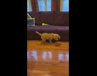 Brown dog tries to jump onto couch gives up 