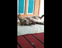 Collab PLC - Cat Rests on Floor with Paws Up Red Rug