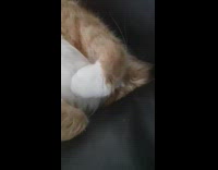 Man Closes in on Asleep Cat on Couch