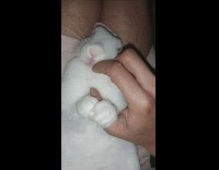 Bunny rabbit lying down on owners lap licks owners finger 
