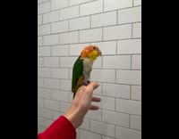 Orange green parrot taking a shower