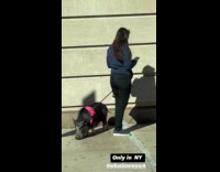 Collab winy - Woman holds pet black pig on leash
