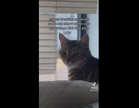Cat looking out window through broken blinds 