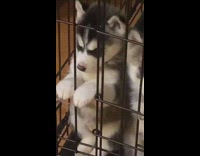Cage of husky dogs one of them is just standing