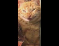 Collab BitchMP - Cat evil smile sleeping yawn