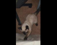 Siamese cat play with wobbly couch sound