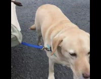 MUSIC Brown Dog In Bed Pulled By Two Other Dogs